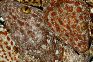 gecko