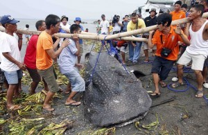 A bamboo pole breaks as residents carry the carcass of a juvenile whale shark, known locally as a “butanding”, at the coastline of Tanza, Cavite, southwest of Manila, September 5, 2013. The whale shark weighing approximately 300kg (661 pounds), and with a length of 6.72 metres (22 feet), was found by fishermen floating in the sea off Manila Bay on Wednesday, an official from the Bureau of Fisheries and Aquatic Resources said. (MNS photo)